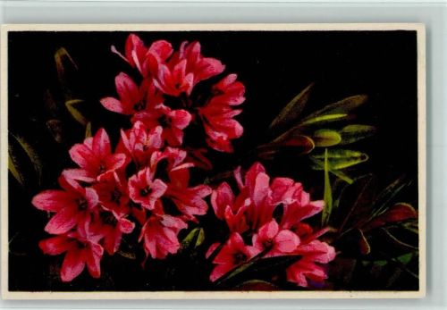 1910 Serie 657 Nr. 1864 - Alpenrose, sehr gute Erhaltung AK