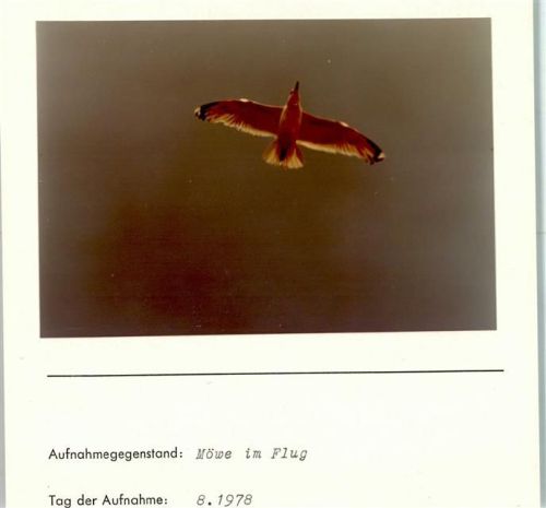 Möwe im Flug Foto montiert auf Karton