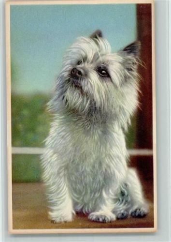 Terrier