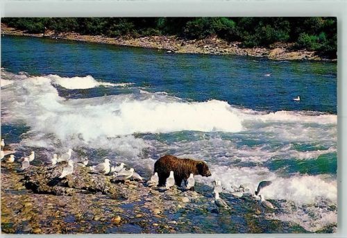 1968 Alaska Brown bear near the Mc Neil river AK