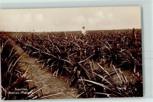 Rio de Janeiro Ananas Plantage