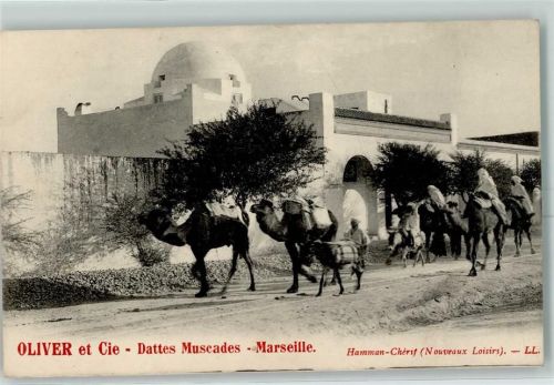 Tunis Kamele Transport