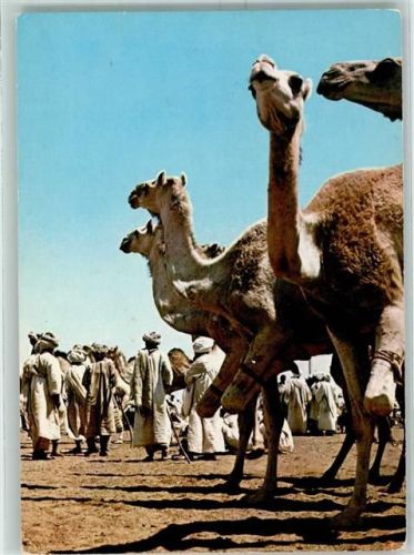 Omdurman Camel Market AK
