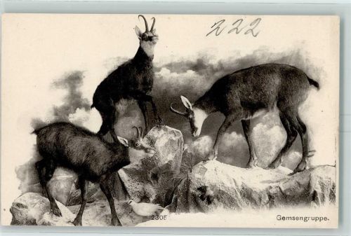Gemsgruppe