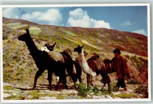 Lima Indio Lamas