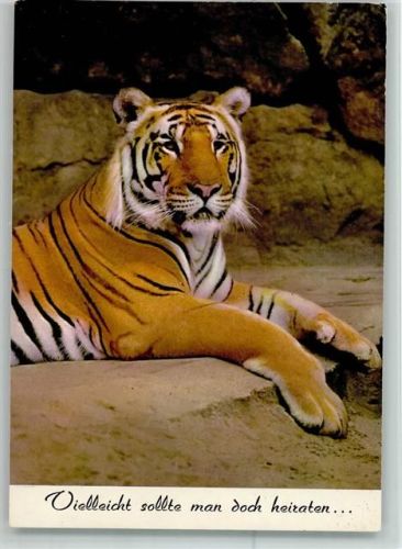 Tiger AK