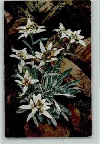 Verlag Nenke & Ostermaier Serie 548 Nr. 1223 - Alpenblumen Edelweiß