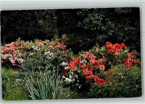 Verlag Ströfers Serie 1262 Gartenbau Rhododendron