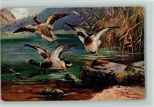 1905 Serie 1071 Wildenten, Federwild - Jagd , gute Erhaltung