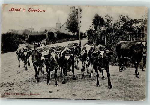 Elsenborn 1910 Kühe