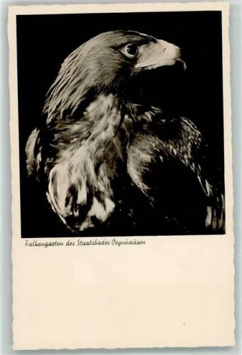 Oeynhausen Steinadler Falkengarten Foto Dieter Holmgreen