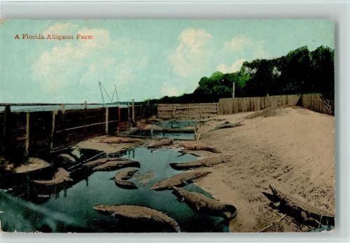 A florida Alligator Farm ca 1925 AK