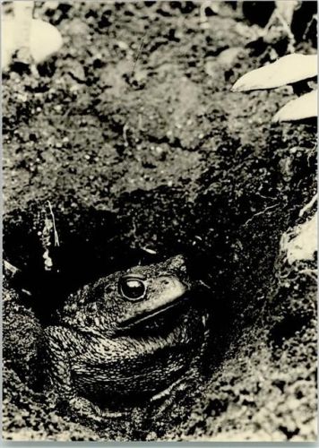 Nr. 2 Laubfrosch - Aus Gottes Garten - Foto Fischer Jugendhaus Düsseldorf Frosch