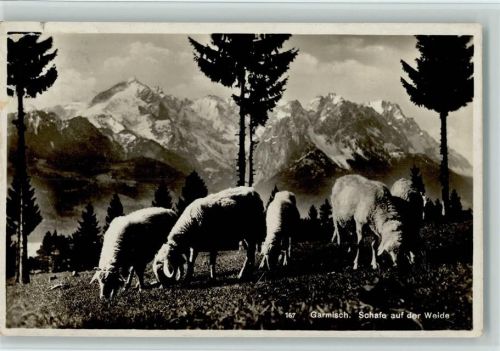 Garmisch - Schafe auf der Weide - Foto 1935 AK
