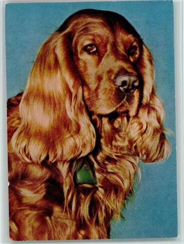 Springer Spaniel, Popp Karte FF 765 AK