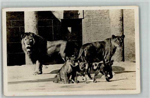 Löwenfamilie ca 1938 AK