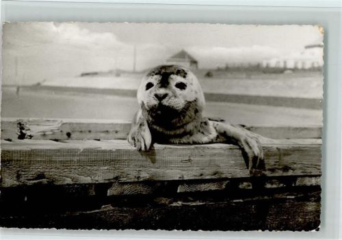Norderney Seehund Foto ca 1965 AK