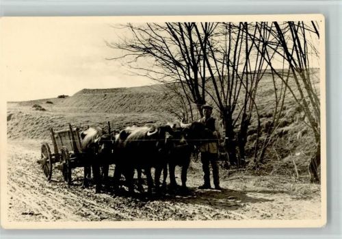 Bauernwagen mit Ochsen - Privatfoto AK