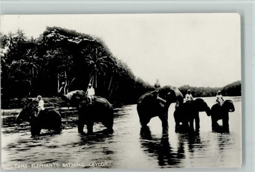 Tame Elefanten Baden - Ceylon Indien 1952 AK