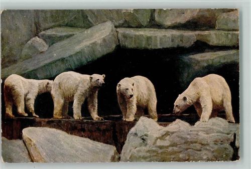 Eisbären in Hagenbeck 1927 AK