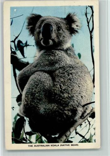 Koala Bär 1961 AK