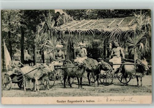 Volkedrschau aus Indien - Ochsengespanne AK