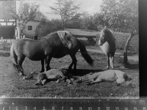 Lahnhof Island-Ponys