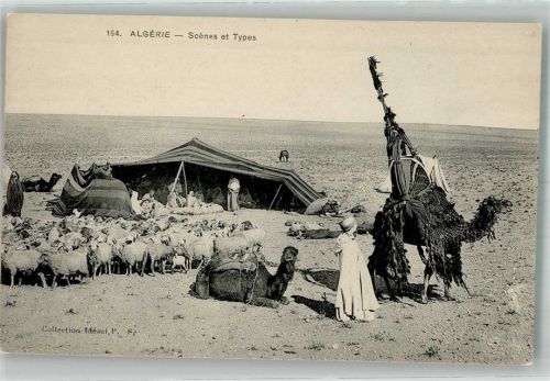 Alger Tracht Kamele Schafe