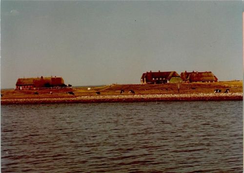 Gröde Blick vom Meer auf die Hallig Häuser