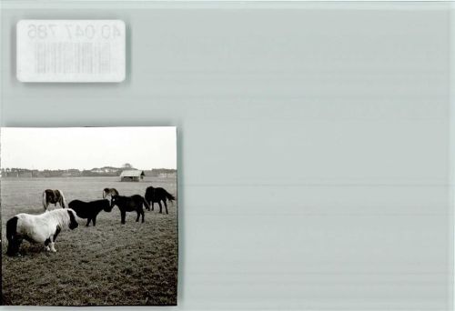 Thülsfelde Ponygruppe