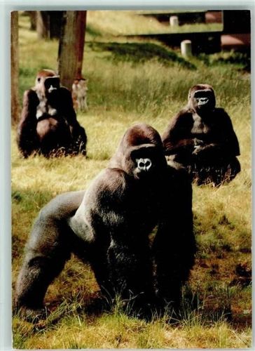 Gorilla Gruppe in Speldoorn