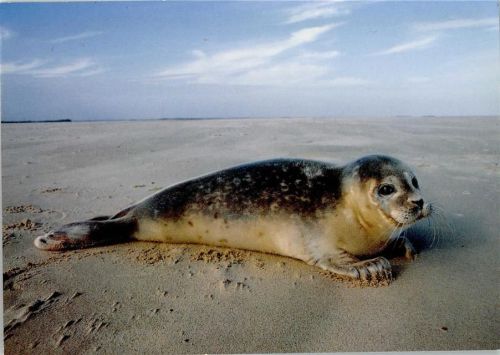 Seehund auf der Sandbank