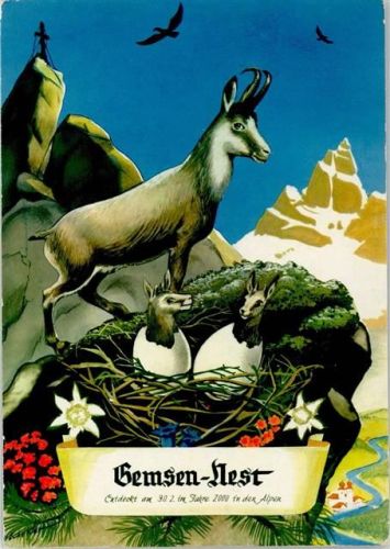 Gems am Gemsennest Edelweiss Enzian
