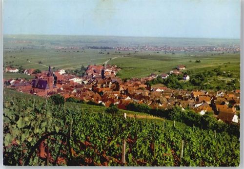 93149 W8415 St. Martin - gel. 22.09.73, Gesamtansicht, Wein