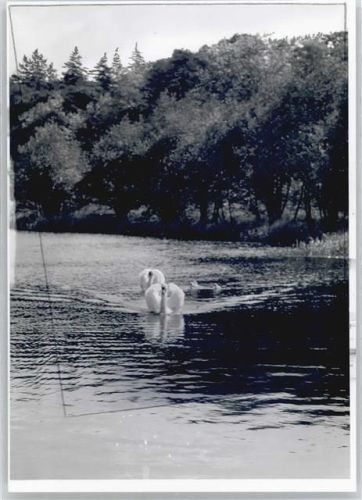 Harsefeld Foto mit Negativ, Schwan