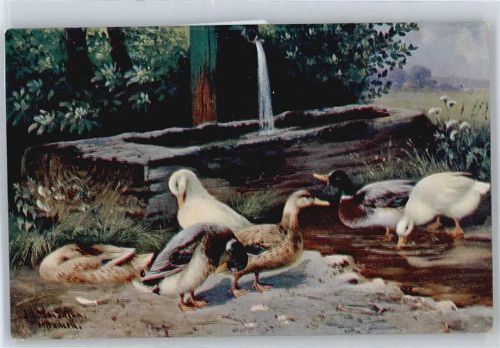 Enten , Gänse