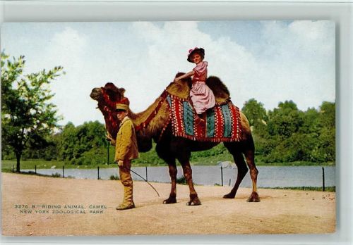 Gerittenes Kamel, Zoologischer Park, New York