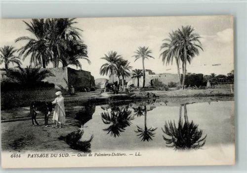 Oasis de Palmiers-Dattiers Esel