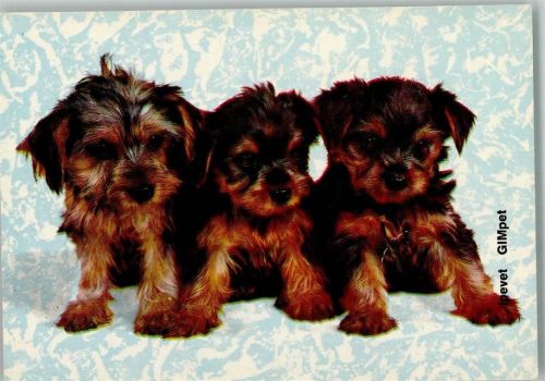Yorkshire Terrier