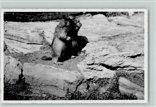 Murmeltiere