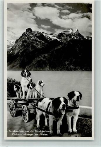 1936 Hundekarren mit Welpen AK