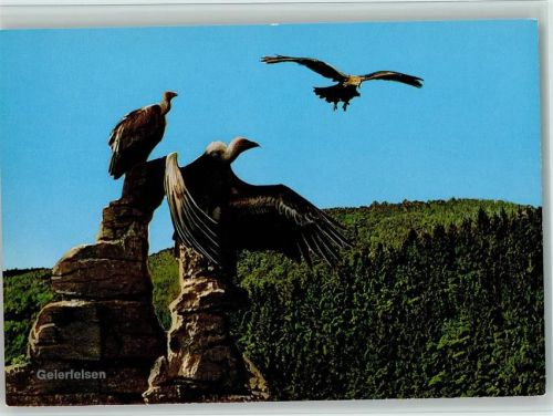 Berlebeck Adlerwarte Geierfelsen Geier