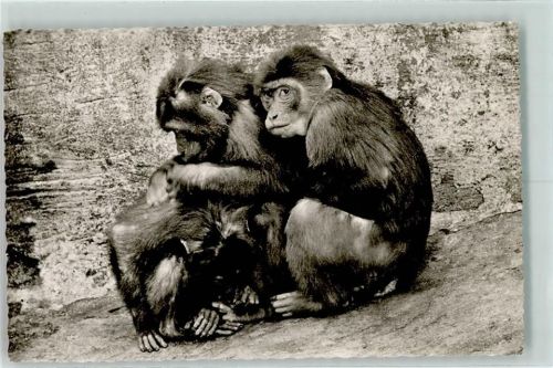 Elberfeld Affengruppe im Zoologischen Garten