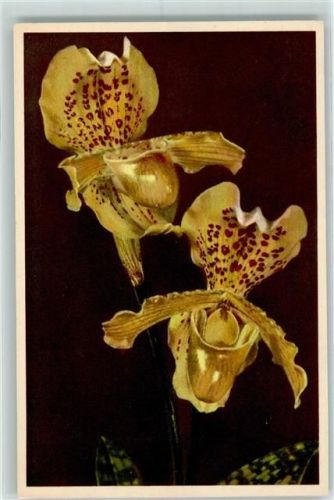 Edition Stehli Nr. 778 - Orchideen AK