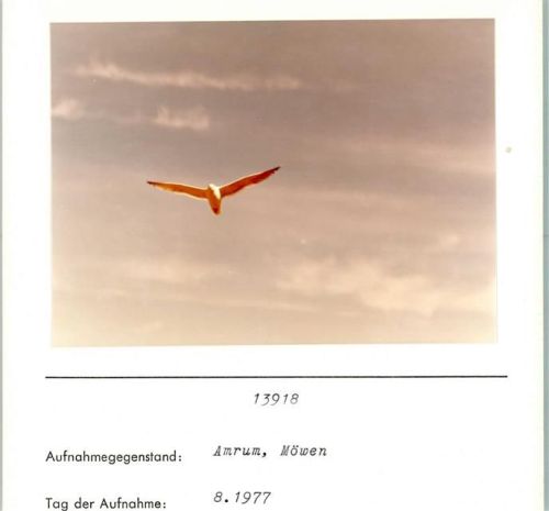 Amrum Möwen Foto montiert auf Karton