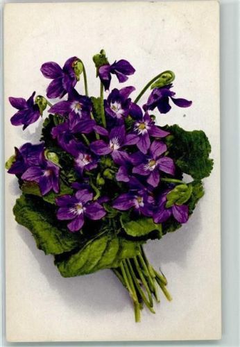 1923 Veilchenstrauß AK