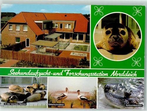 Norddeich Seehundaufzuht- und Forschungsstation Aufzuchtbecken Säbelschnäbler Heuler