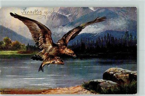 Jagd Seeadler mit Einem Fisch sign. Schönian, Alf. Verlag TSN Serie 827 AK