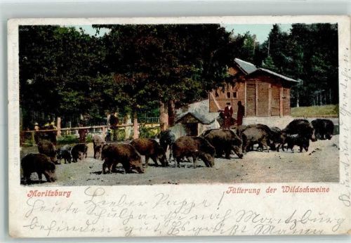 Moritzburg 1900 Fütterung der Wildschweine