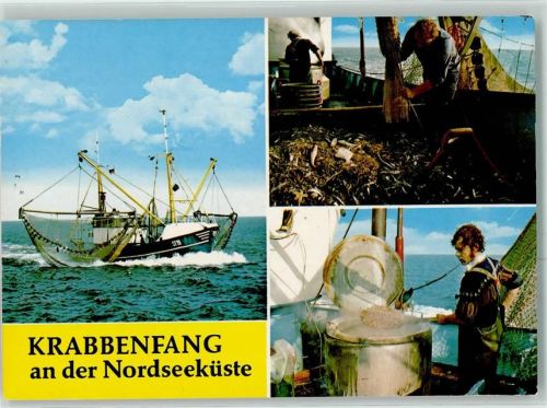 Krabbenfang an der Nordseeküste AK